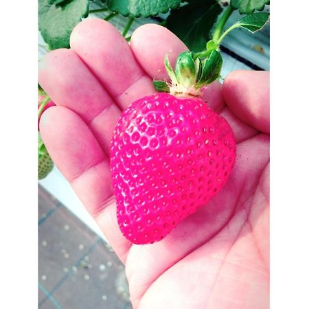 The Paradise Garden ساسيبو المظهر الخارجي الصورة