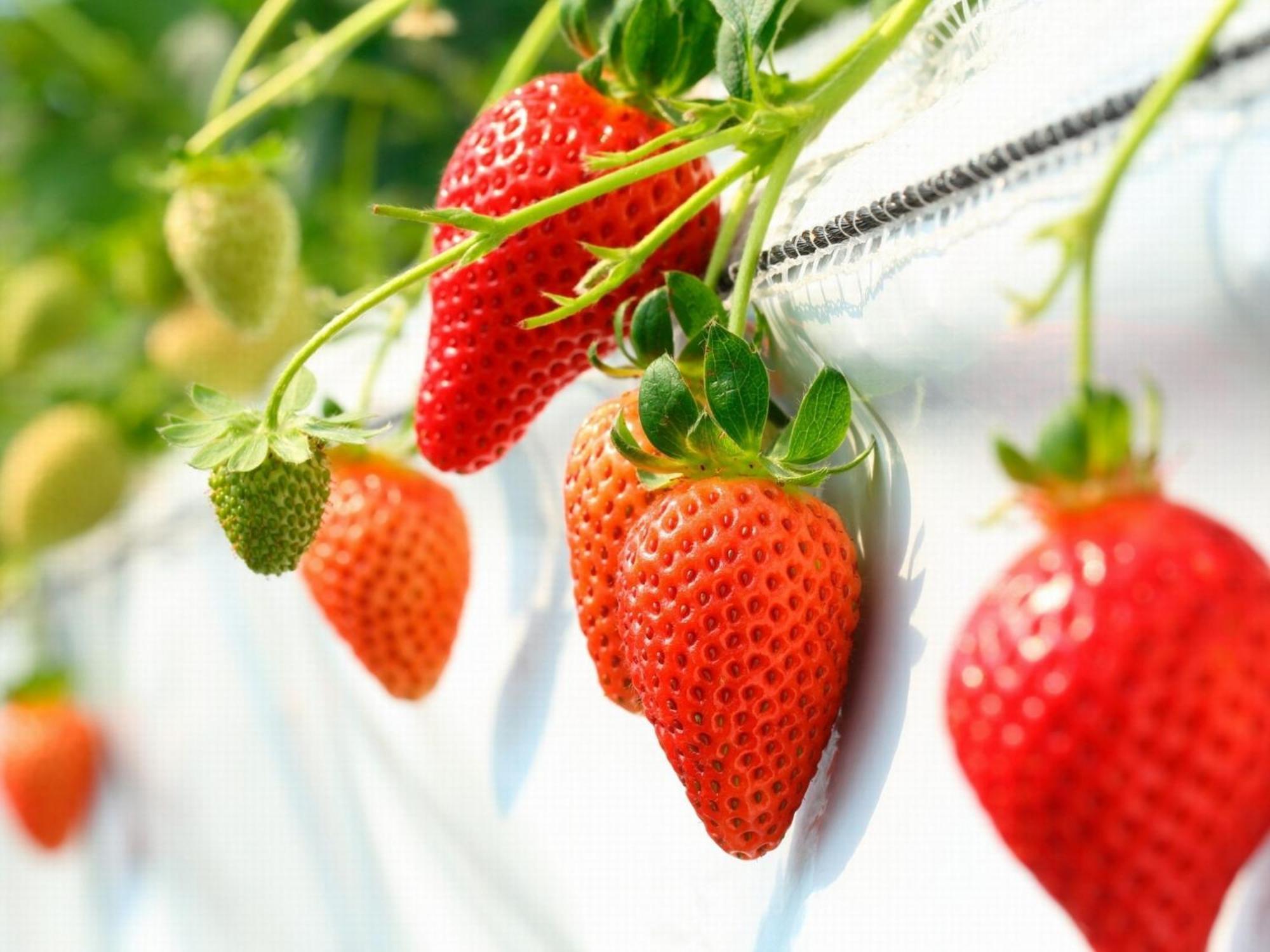 The Paradise Garden ساسيبو المظهر الخارجي الصورة